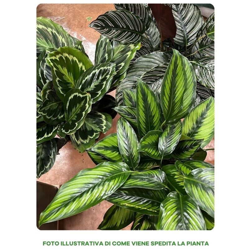 foto del prodotto peragashop 1 pianta di calathea in varieta in vaso 24cm assortito da interno appartamento anitinquinamento