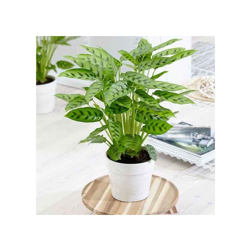 foto del prodotto peragashop 1 pianta di calathea leopardina in vaso 12cm da interno appartamento antinquinamento
