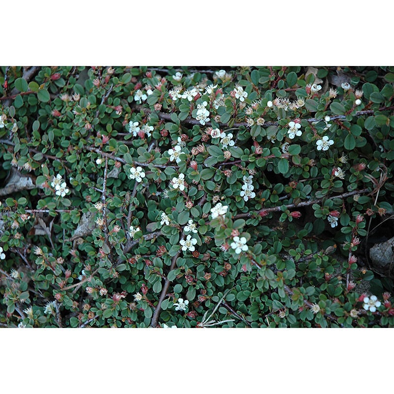 foto del prodotto peragashop 1 pianta di cotoneaster cotognastro dammeri streib s findling vaso 12cm sempreverdi
