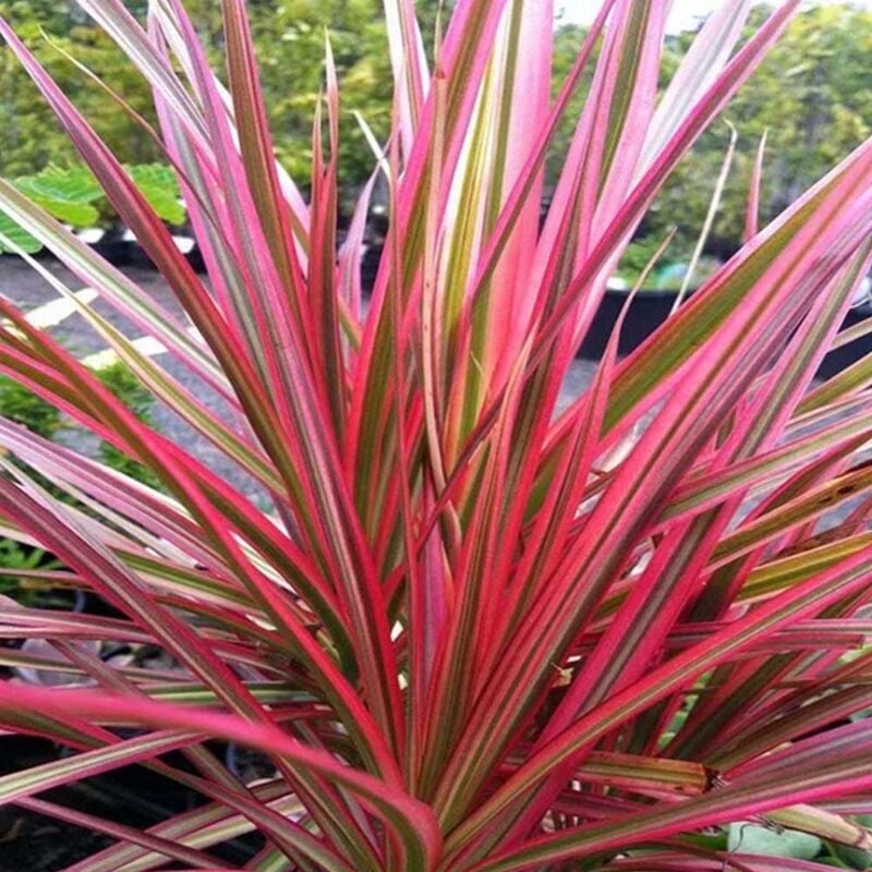 foto del prodotto peragashop 1 pianta di dracena colorama rossa 30 10 in vaso 15cm sempreverde