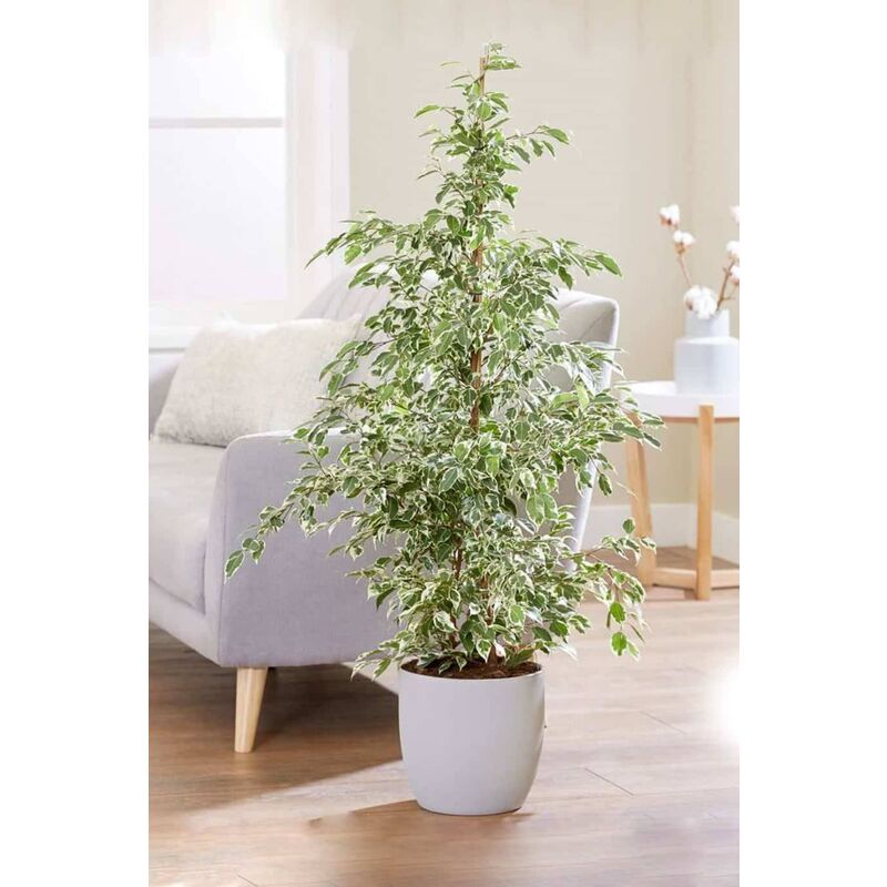 foto del prodotto peragashop 1 pianta di ficus benjamina starlight vaso 24cm