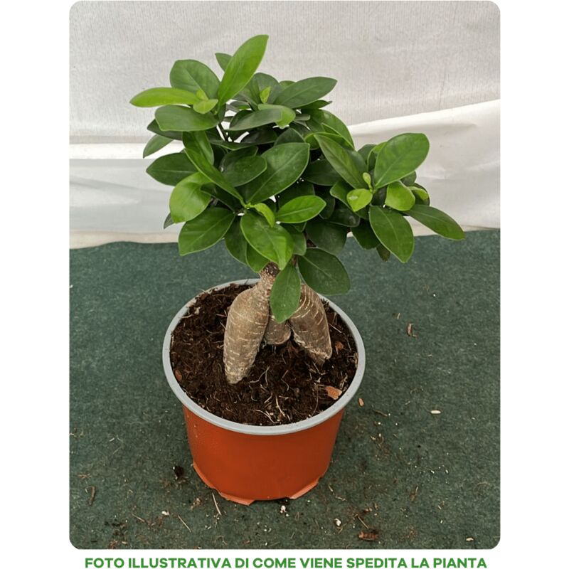 foto del prodotto peragashop 1 pianta di ficus microcarpa ginseng vaso 12cm da interno