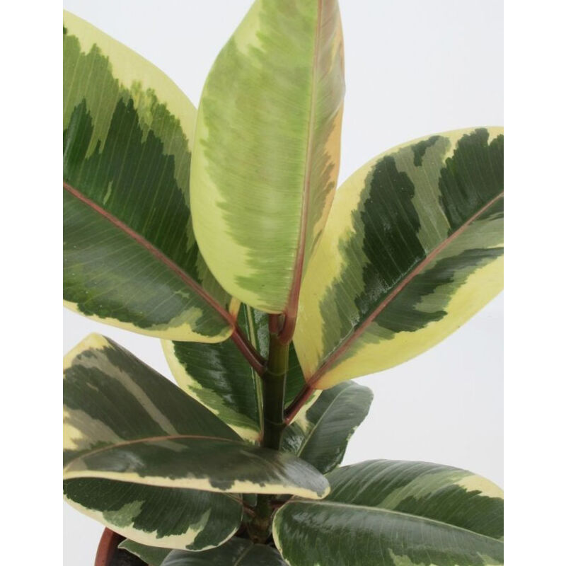 foto del prodotto peragashop 1 pianta di ficus tineke vaso 21cm piante da interno