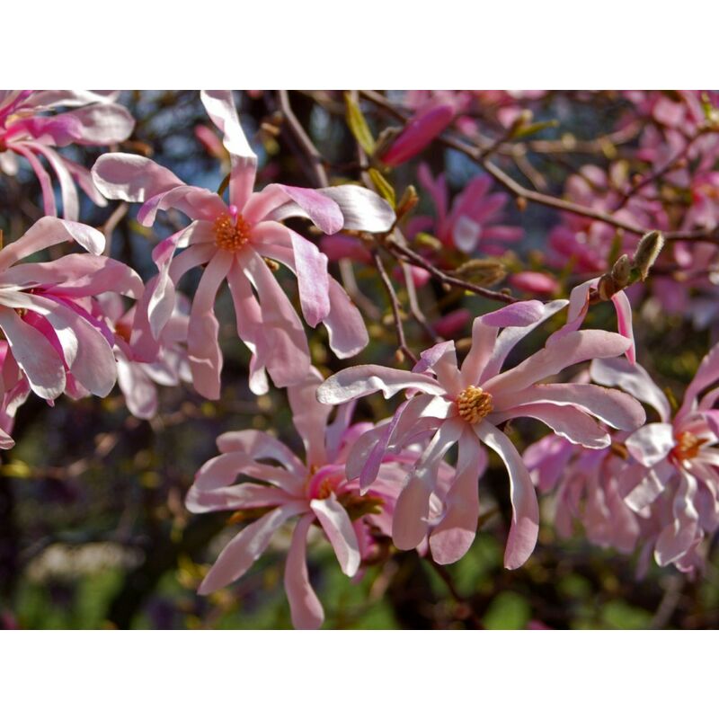 immagine 0 del prodotto peragashop 1 pianta di magnolia leonard messel in vaso 24cm caducifoglia