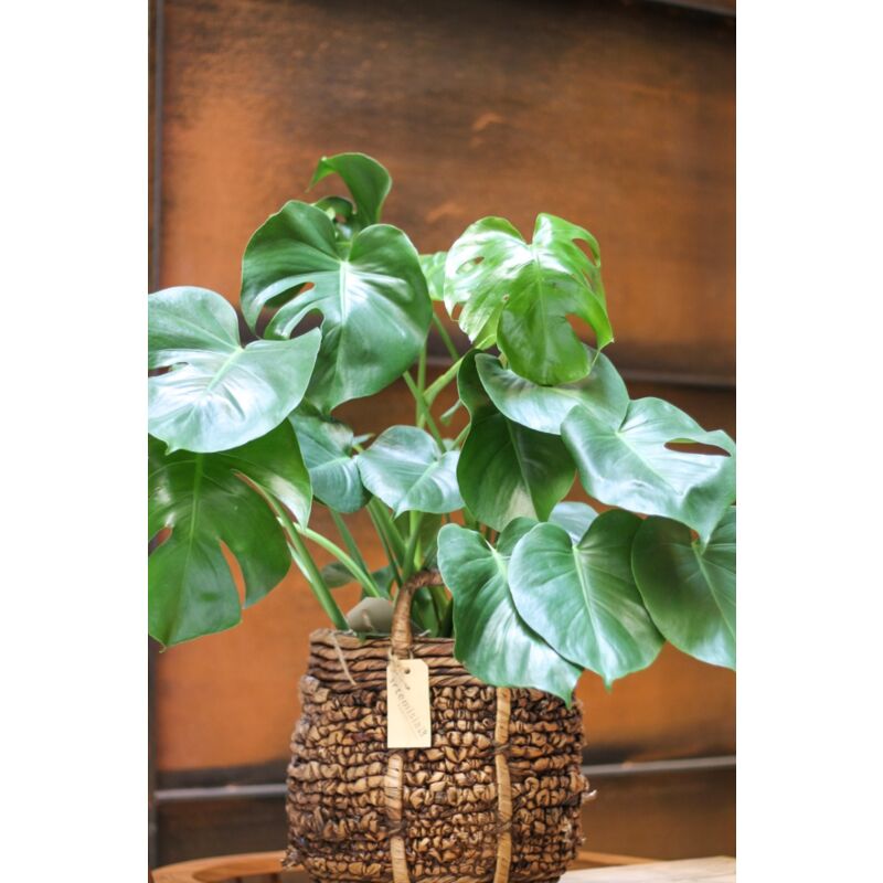 foto del prodotto peragashop 1 pianta di monstera deliciosa vaso 17cm da interno