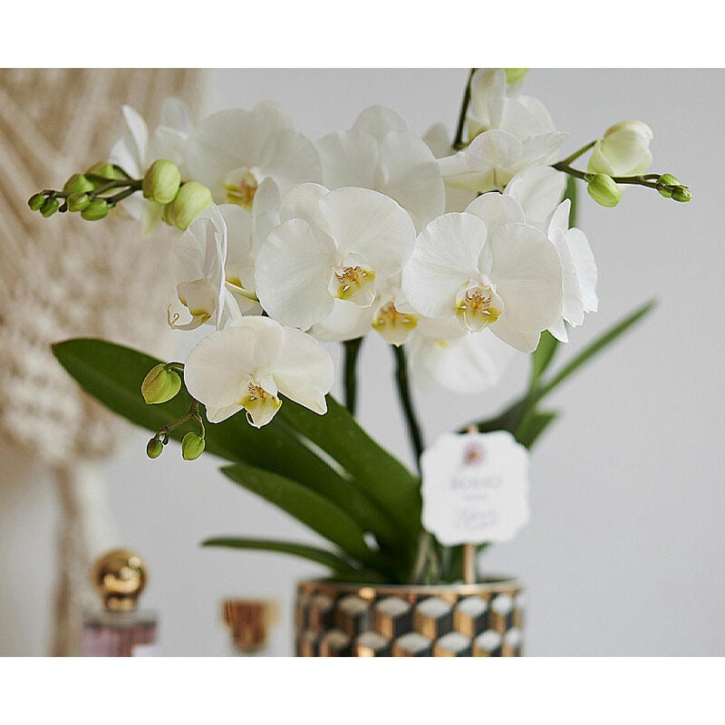 foto del prodotto peragashop 1 pianta di orchidea phalaenopsis boho love bianco vaso 12cm