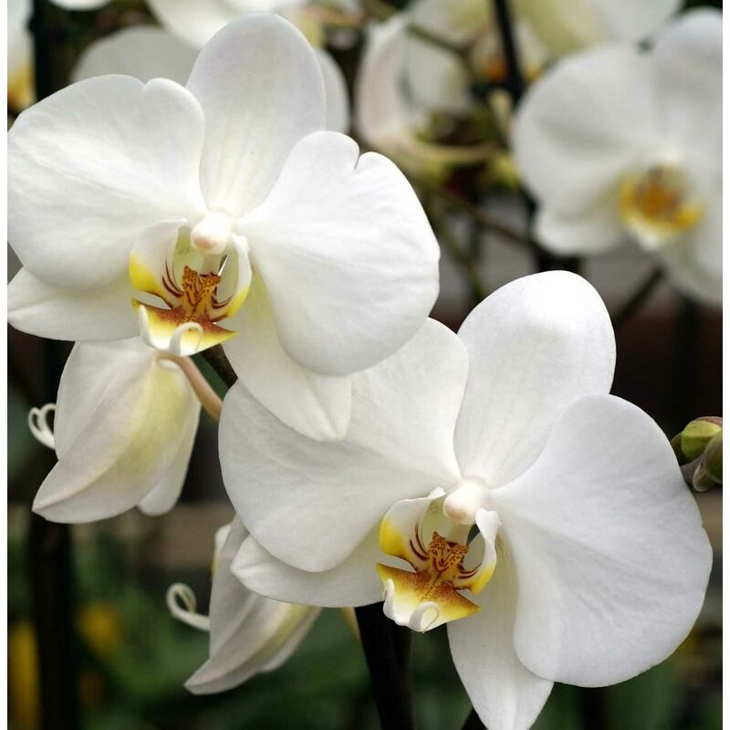 foto del prodotto peragashop 1 pianta di orchidea phalaenopsis colore assortito vaso 12cm 2 rami