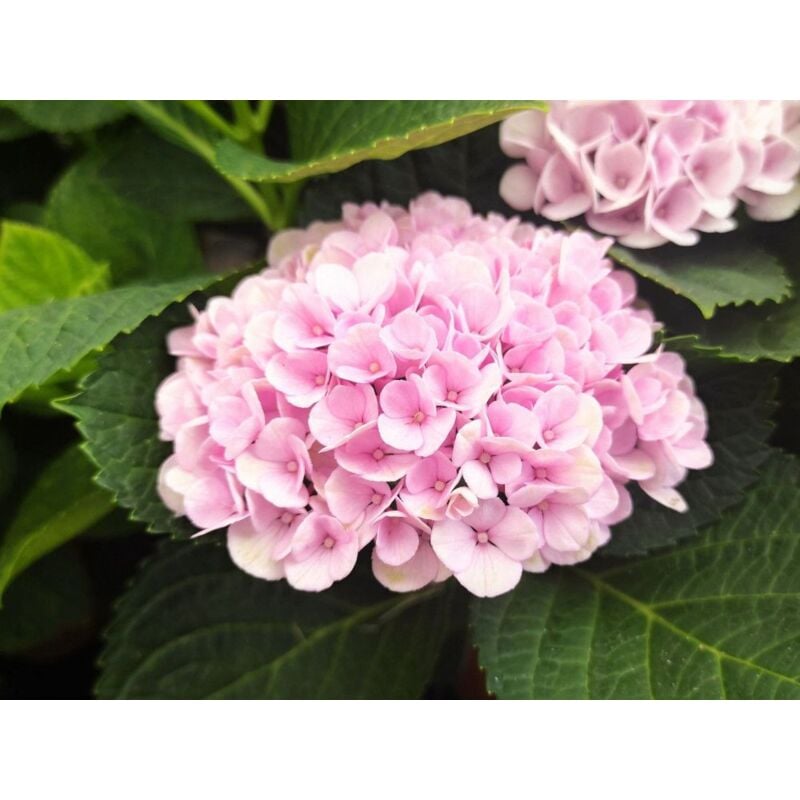 foto del prodotto peragashop 1 pianta di ortensia hydrangea magical revolution rosa vaso 14cm caducifoglia