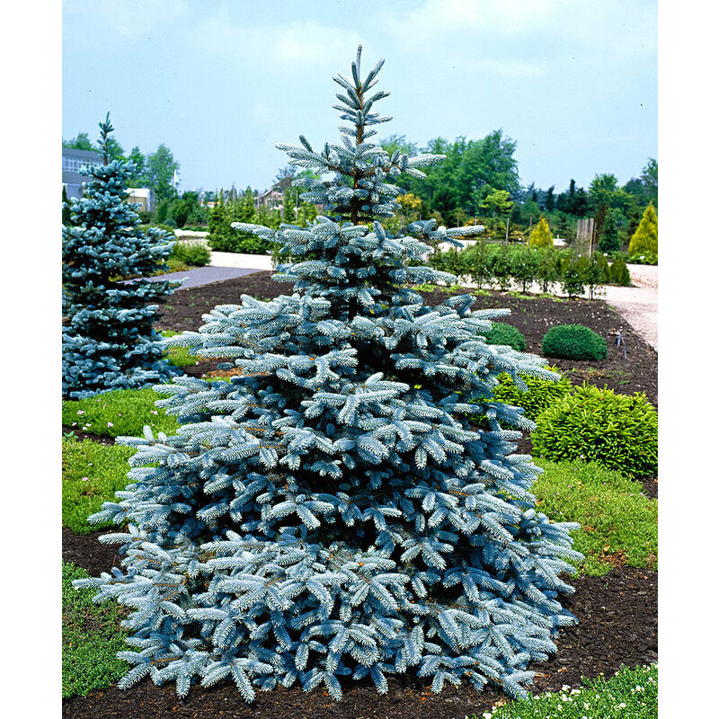 foto del prodotto peragashop 1 pianta di picea pino argentato in vaso 32cm conifera nana