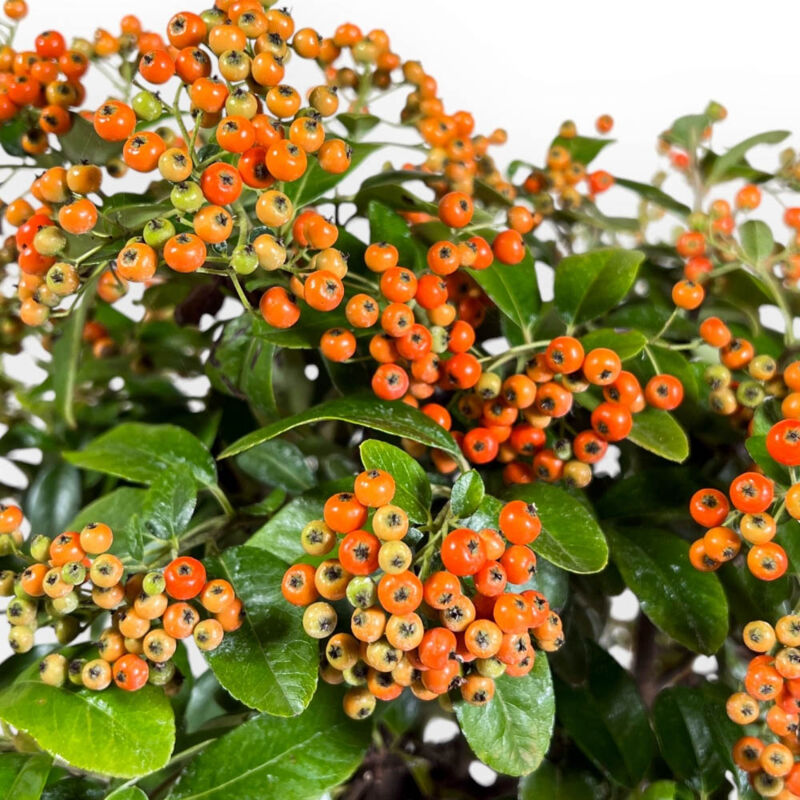 foto del prodotto peragashop 1 pianta di pyracantha vaso 14cm piante da esterno