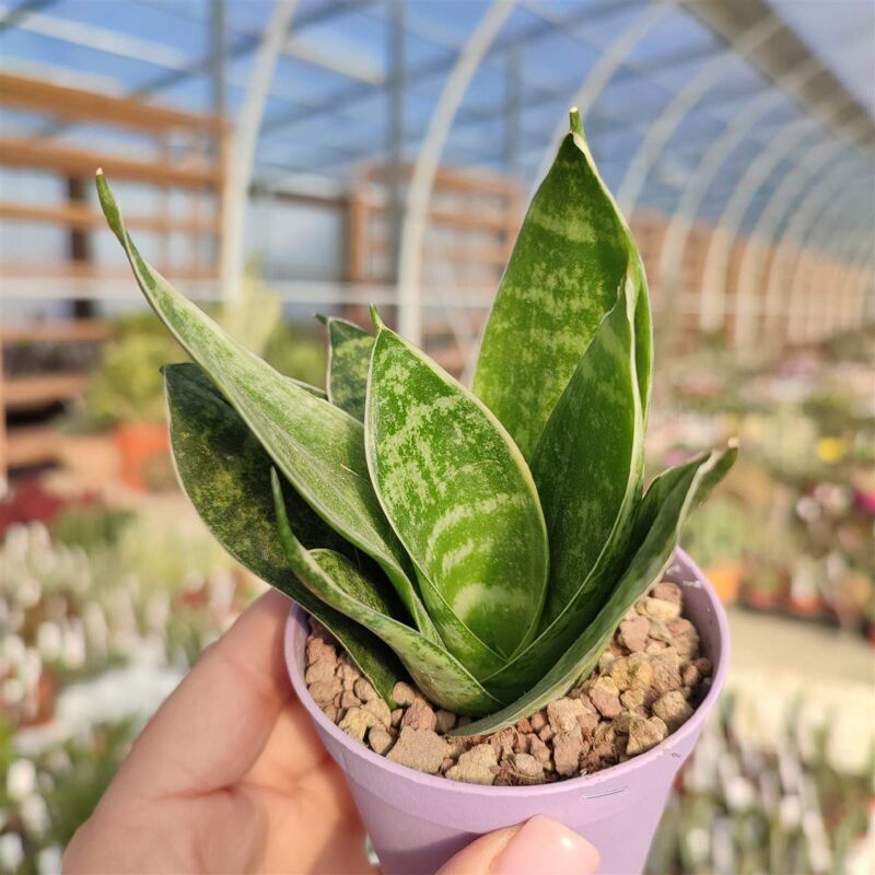 foto del prodotto peragashop 1 pianta di sansevieria trifasciata hahnii in vaso 9cm da interno appartamento lingua di suocera piante grasse