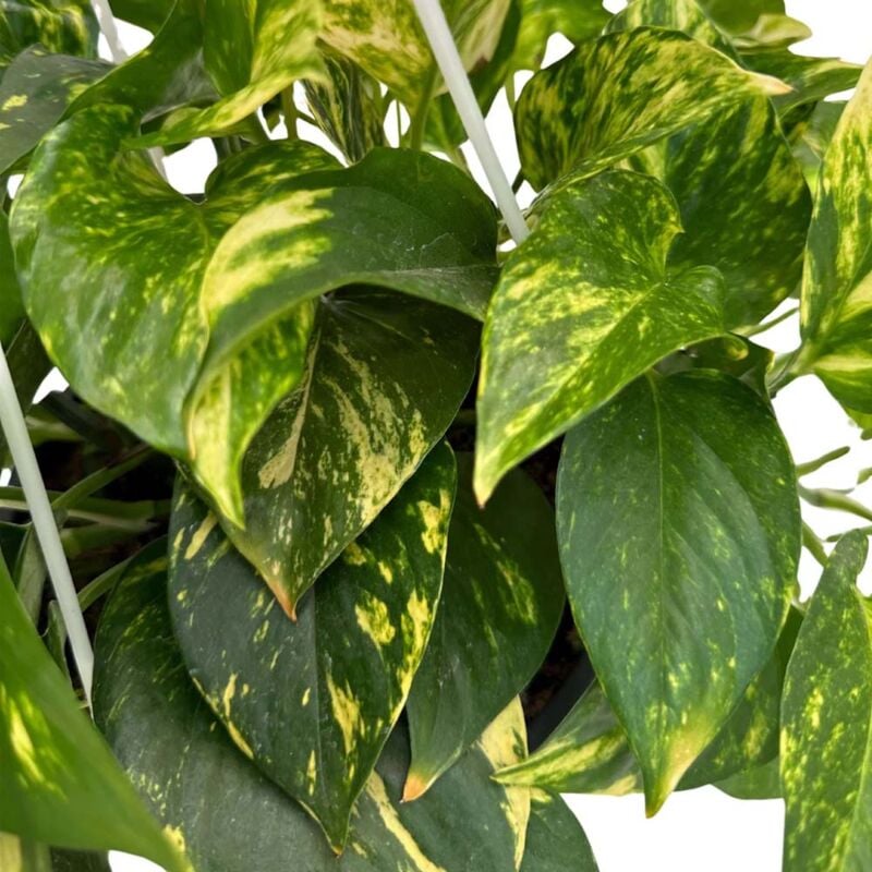 foto del prodotto peragashop 1 pianta di scindapsus aureus su palo vaso 17cm pianta da appartamento purifica l aria