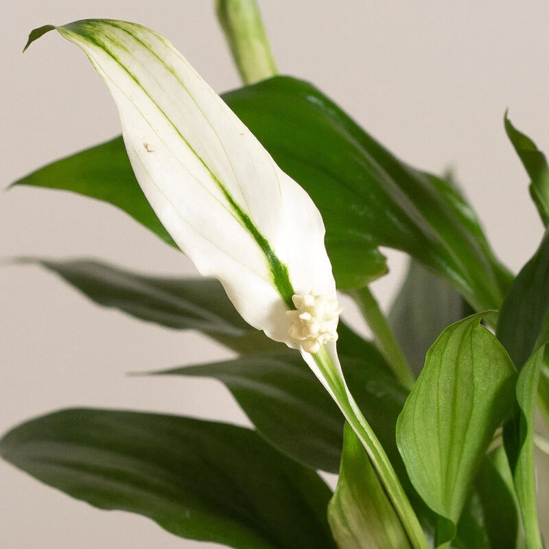 foto del prodotto peragashop 1 pianta di spathiphyllum pearl vaso 9cm spatifillo pianta da appartamento