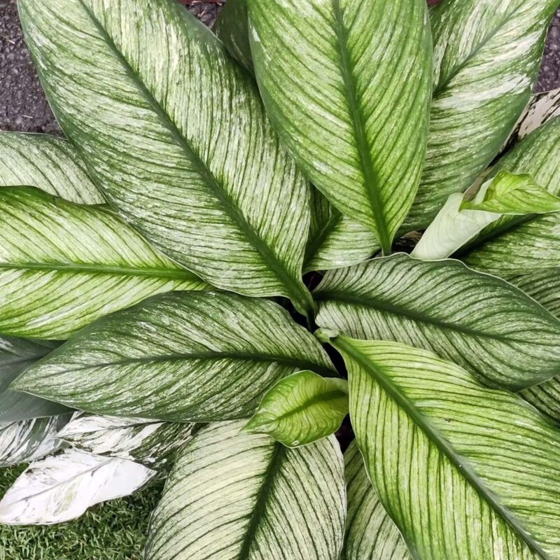 foto del prodotto peragashop 1 pianta di spathiphyllum sensation variegato vaso 17cm pianta da appartamento