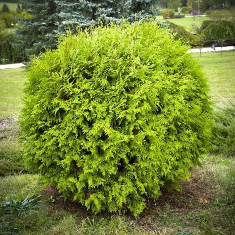 foto del prodotto peragashop 1 pianta di thuja occidentalis danica in vaso 18cm arbusto cespuglioso perenne