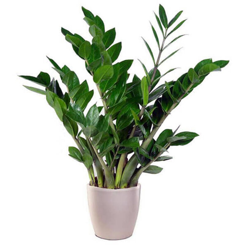 foto del prodotto peragashop 1 pianta di zamioculcas in vaso 21cm da interno appartamento