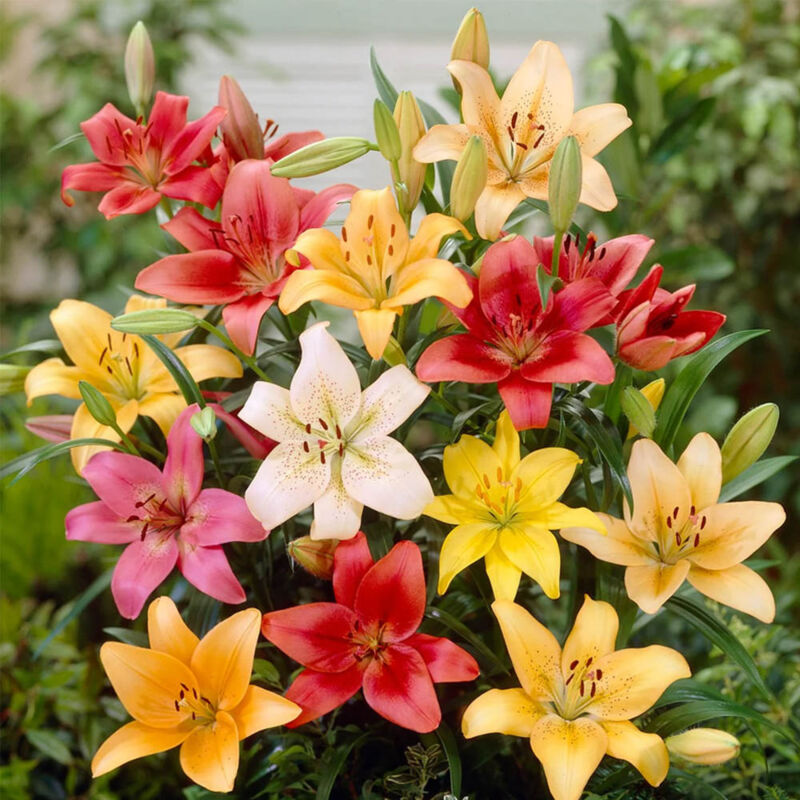 foto del prodotto peragashop bulbi di lilium asiatic hybrid mixed for pots confezione da 10 bulbi 