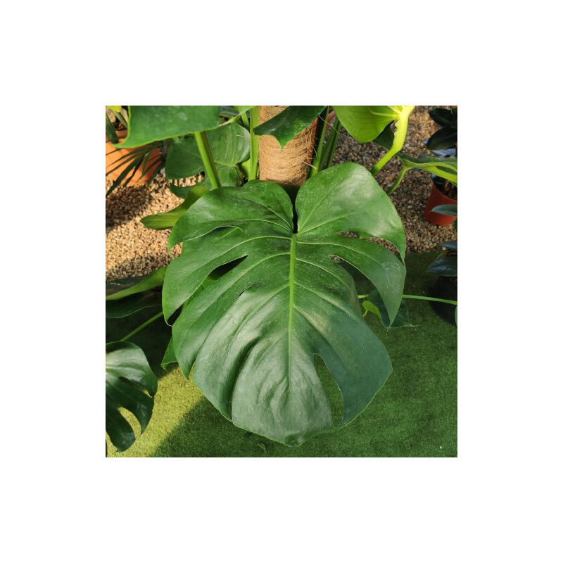 foto del prodotto peragashop philodendron monstera vaso 24cm