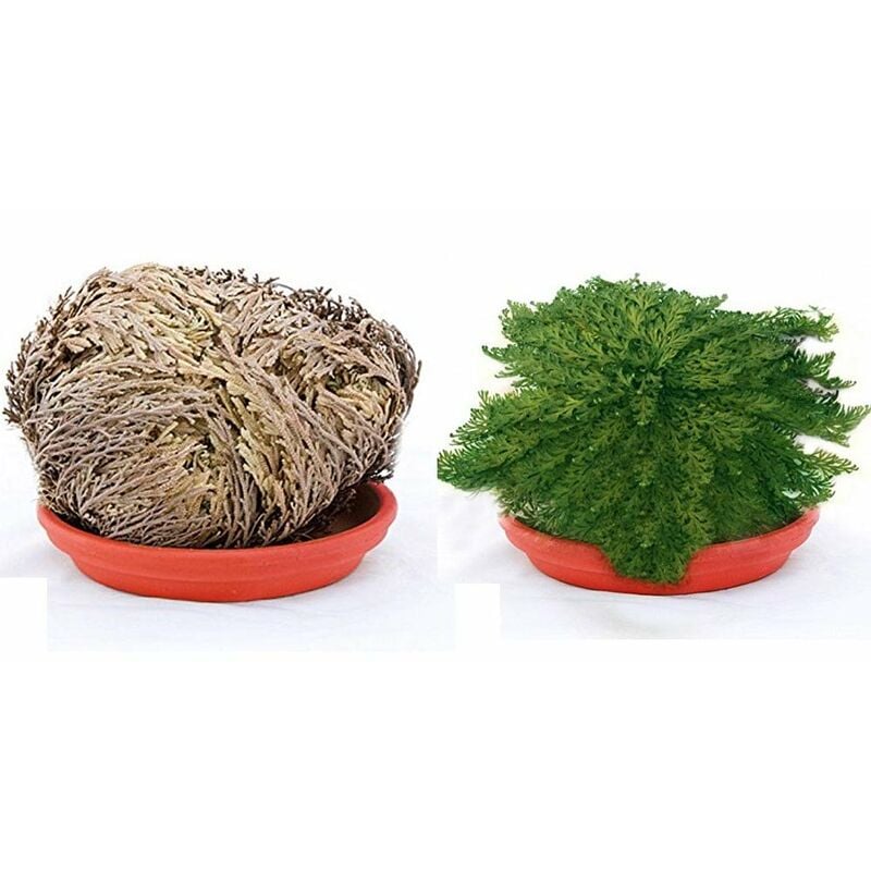 foto del prodotto peragashop rosa di jericho 3 piante jerico gericho gerico salaginella lwpidophylla deserto