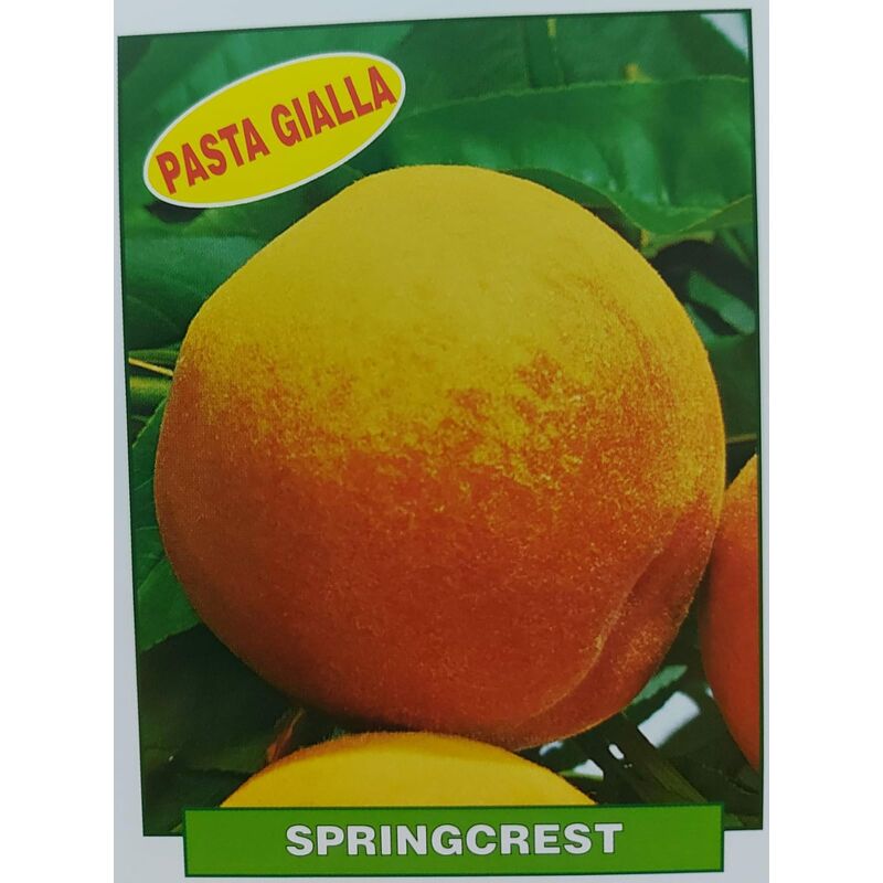 foto del prodotto pesca springcrest pianta di 3 anni