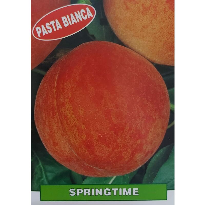 foto del prodotto pesca springtime pianta di 3 anni