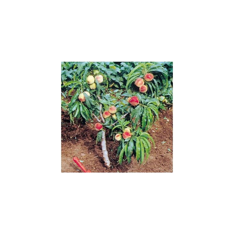 foto del prodotto pesco nano pianta da frutto, nano, pianta da vaso