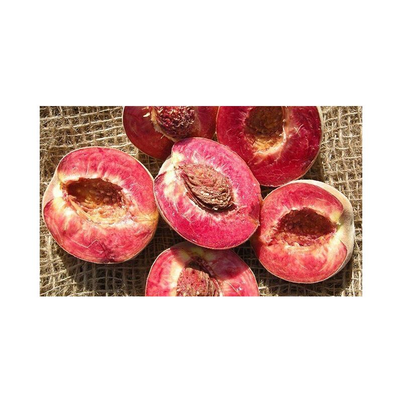 foto del prodotto pesco sanguinella pesco a polpa rossa h160 foto reali frutto antico raro