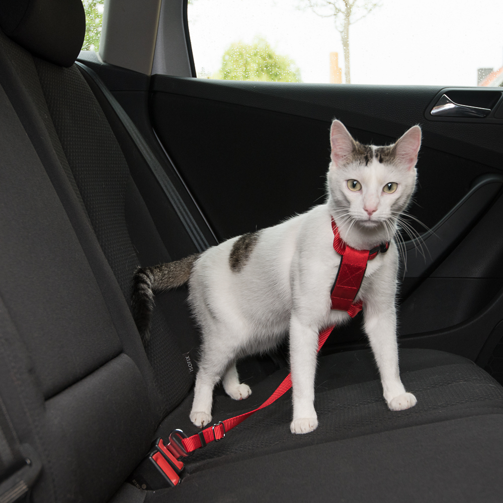 foto del prodotto pettorina da automobile per gatti trixie rosso