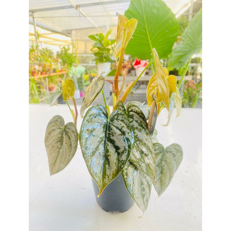 foto del prodotto philodendron brandtianum vaso 12cm foto reali