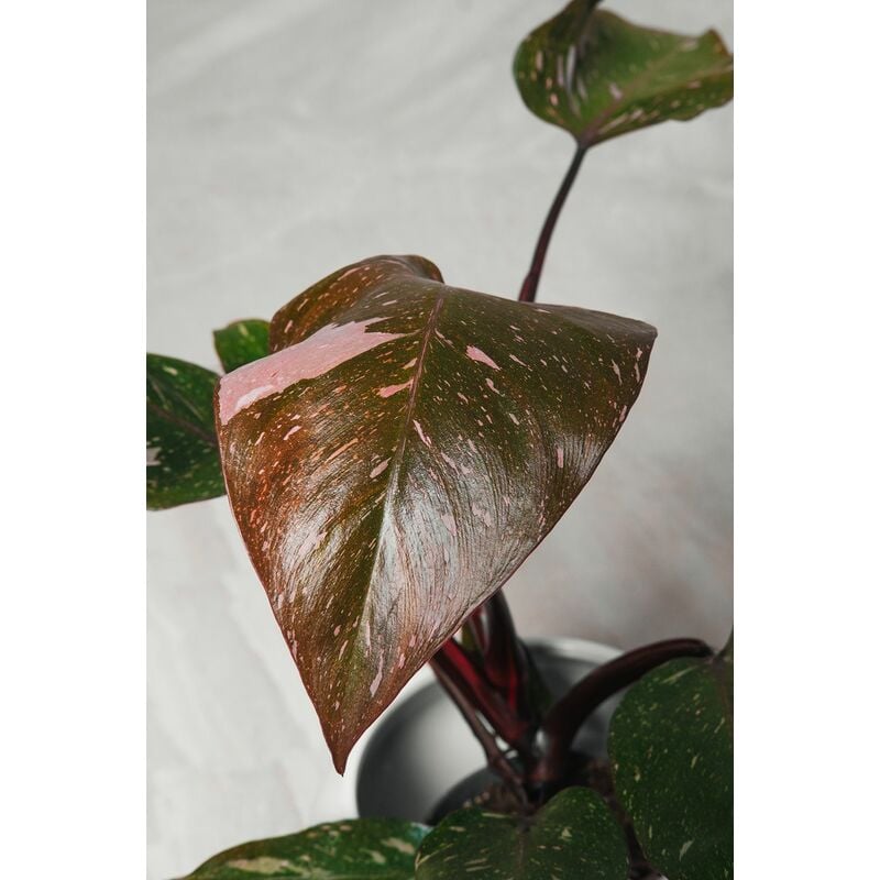 foto del prodotto philodendron pink princess pianta rara vaso 15cm h 45 cm