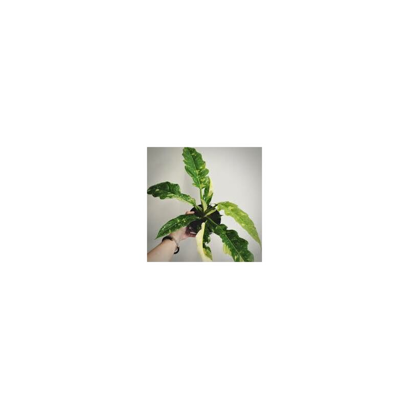 foto del prodotto philodendron ring of fire pianta rara d appartamento foto reali vaso 12 h 40cm