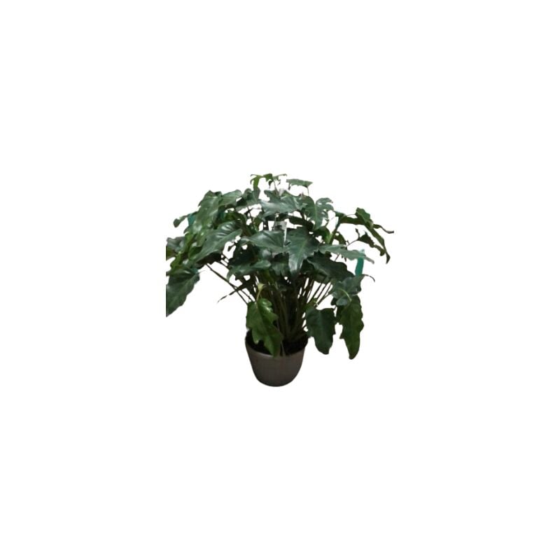 foto del prodotto philodendron xanadu