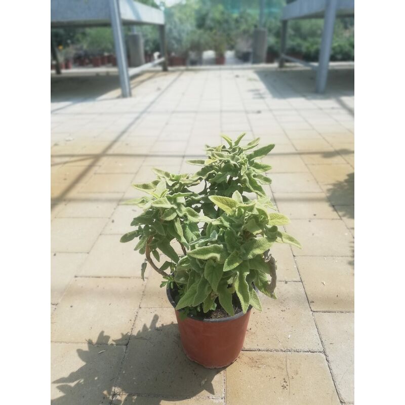 foto del prodotto phlomis bourage v17