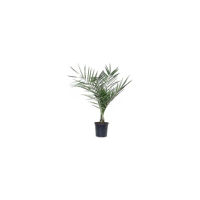 foto del prodotto phoenix canariensis palma delle canarie