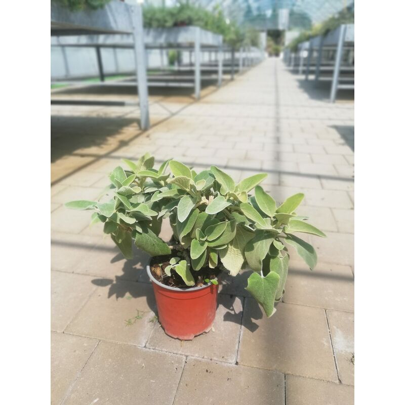 foto del prodotto pholmis lycia v17