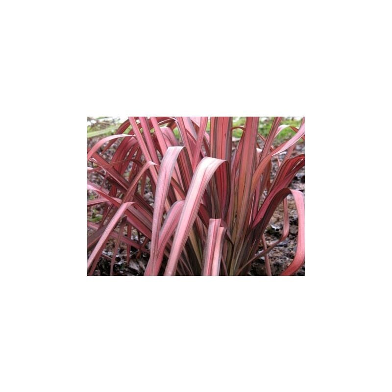 foto del prodotto phormium pink panther vaso 24 foto reali h 90cm