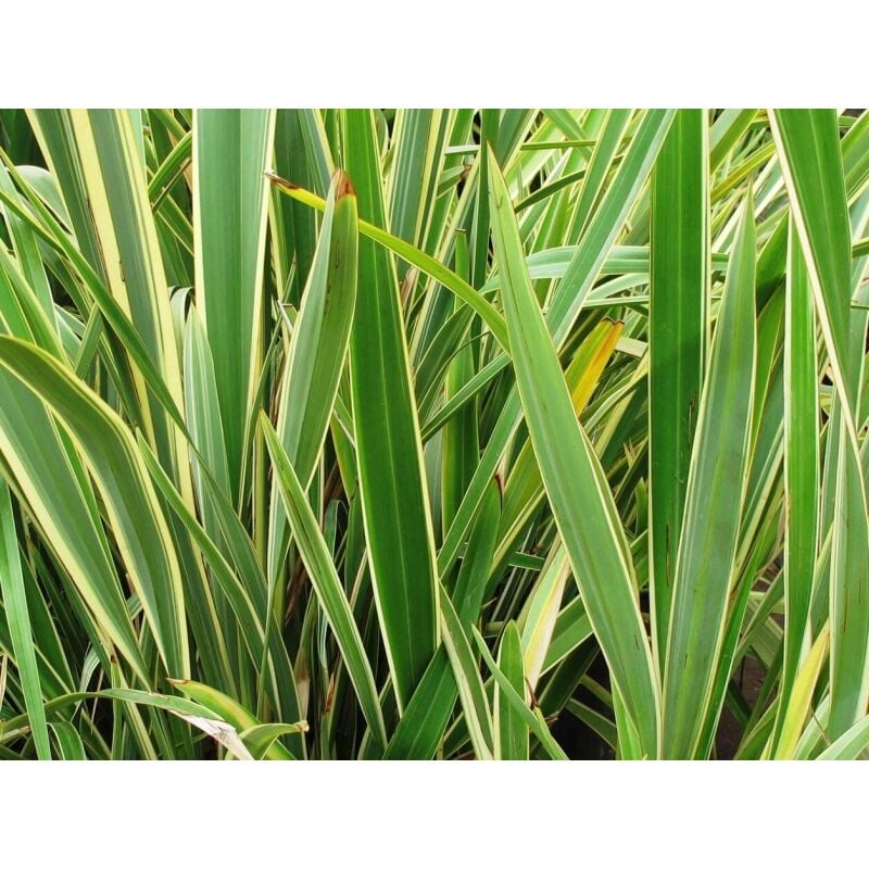 foto del prodotto phormium tenax variegatum