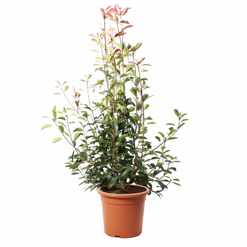 foto del prodotto photinia × fraseri red robin - piante vere da siepe - h 150-175 cm vaso ø 30 cm