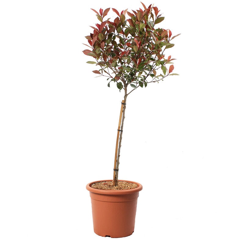 foto del prodotto photinia fraseri robusta compacta 1 4 di fusto piante vere da esterno resistenti h 80 100 cm vaso 24 cm