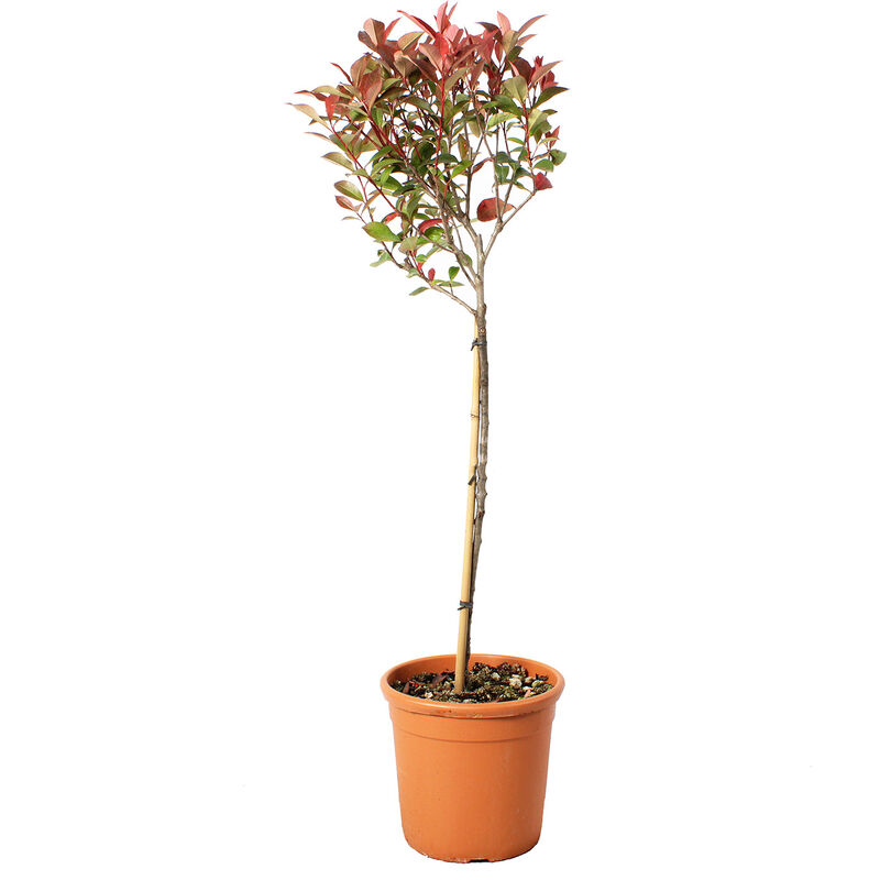 foto del prodotto photinia fraseri robusta compacta mezzo fusto - piante vere da esterno resistenti - h 125-150 cm vaso ø 30 cm