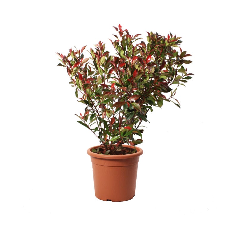 foto del prodotto photinia fraseri robusta compacta piante vere da esterno resistenti pianta da siepe ornamentale per giardino h 80 100 cm vaso 24 cm