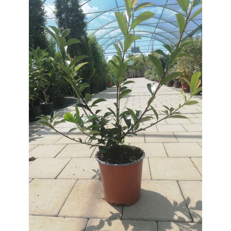 foto del prodotto photinia v13 h60 75 cm