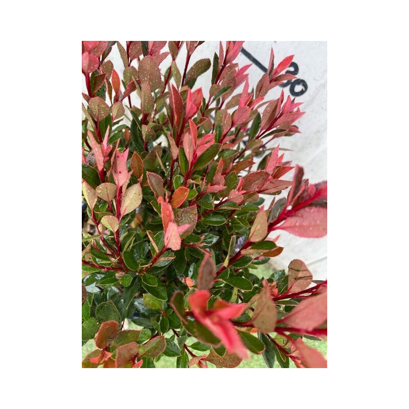 foto del prodotto photinia x fraseri chico novita 
