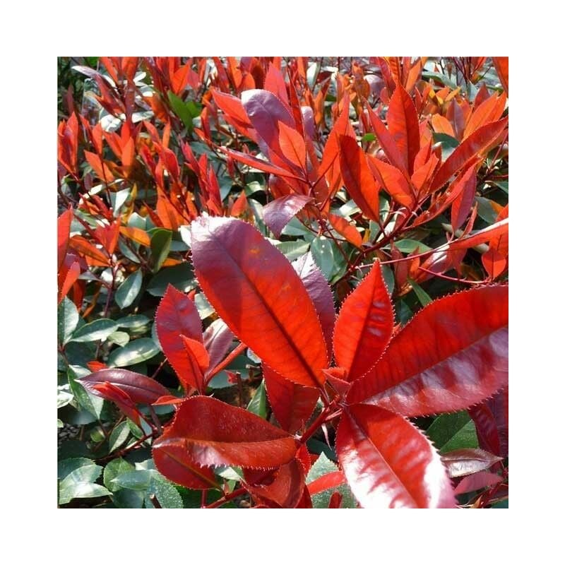 foto del prodotto photinia x fraseri little red photinia nana vaso 18cm