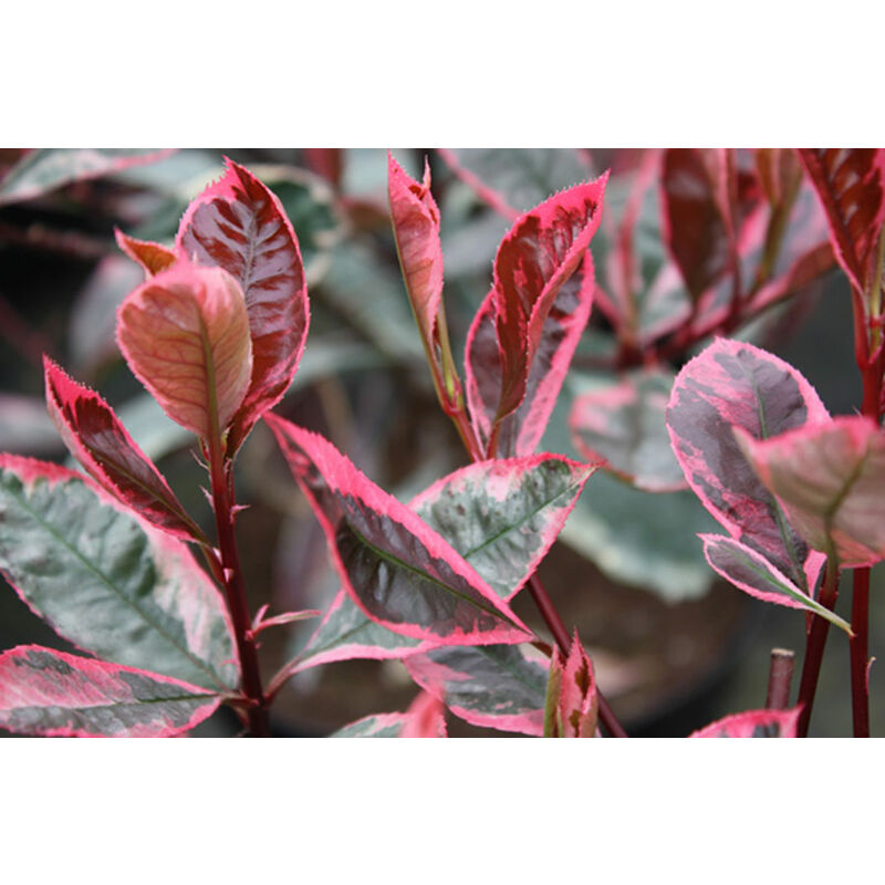 foto del prodotto photinia x fraseri louise vaso 18cm