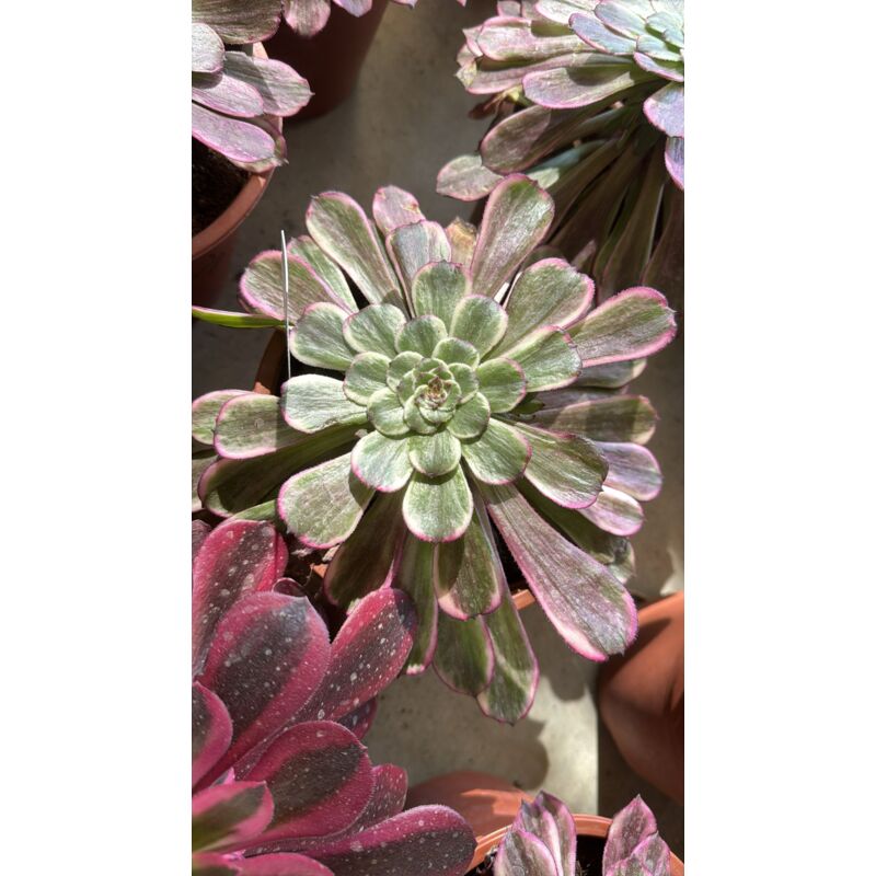 foto del prodotto pianta aeonium ink painting, foto reali