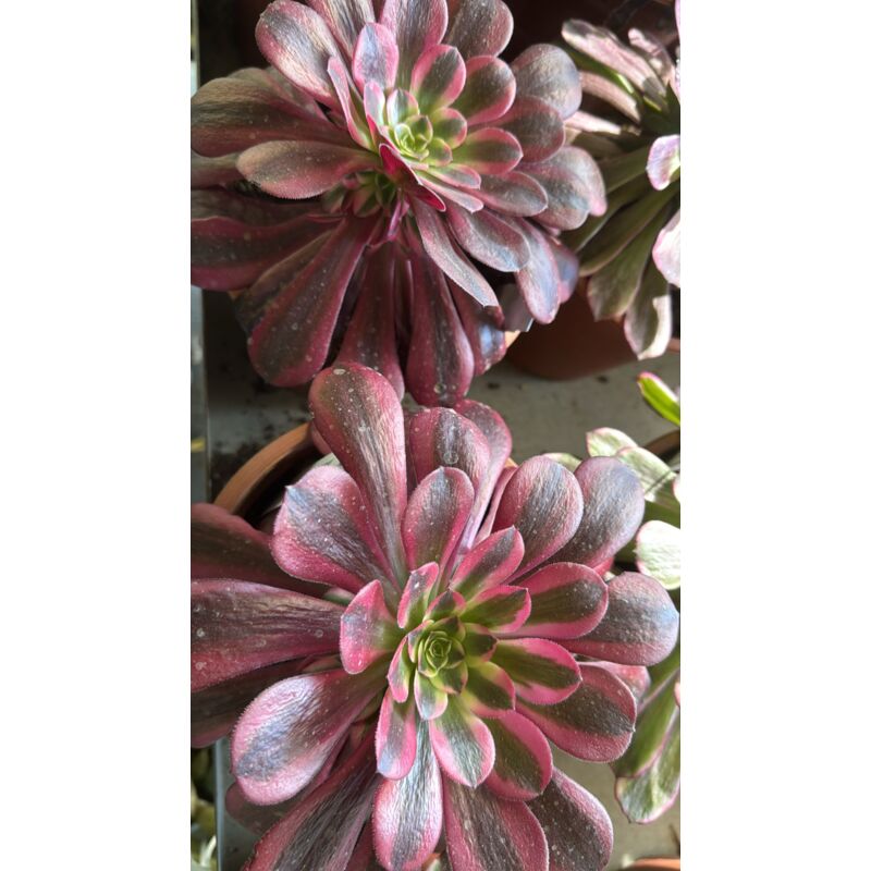 foto del prodotto pianta aeonium medusa, foto reali