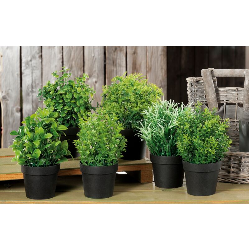 foto del prodotto pianta aromatica decorativa d.10xh20cm in 6 modell