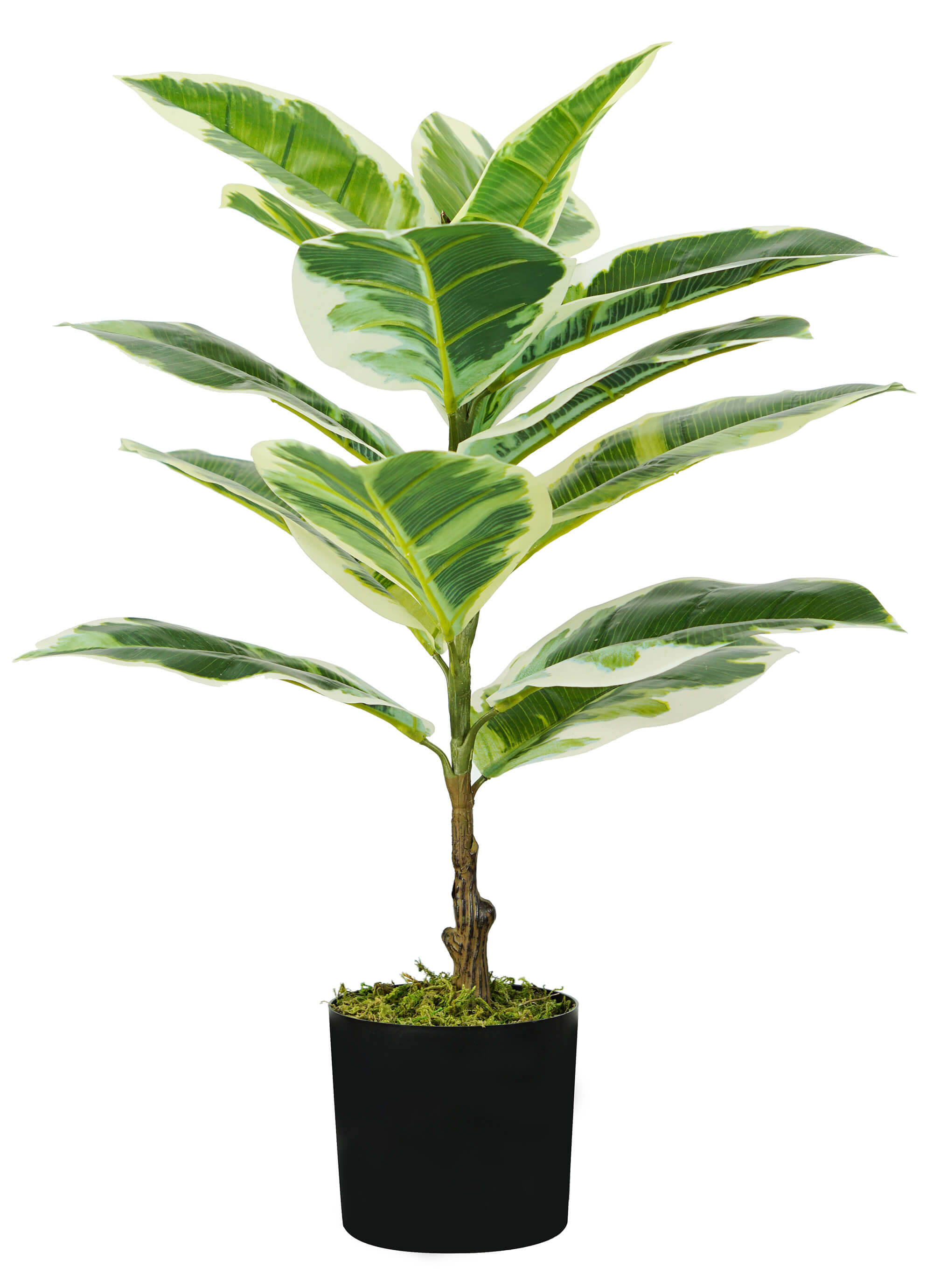 foto del prodotto pianta artificiale ficus elastica h65 cm con vaso verde