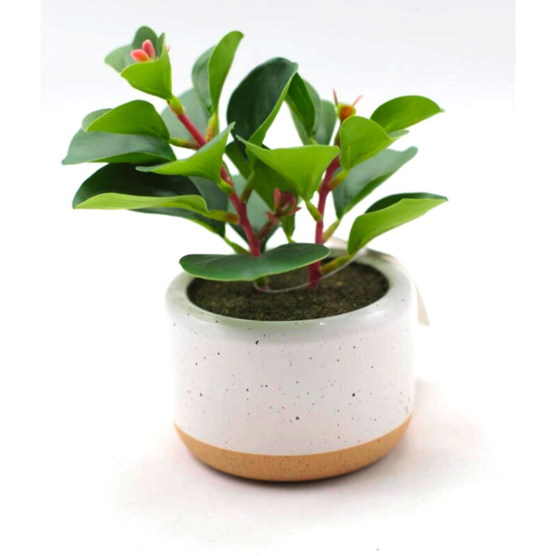 foto del prodotto pianta artificiale succulenta h17 cm con vaso verde